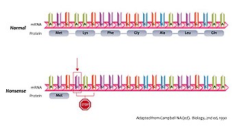 Nonsensmutation