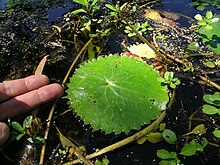 Nymphoides crenata has crenate leaf margins. Nymphoides crenata leaf1 (16826924328).jpg