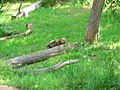 OKC Zoo May 2007 - 62 (497243411).jpg