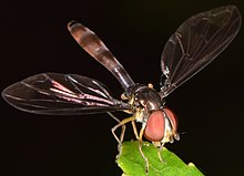 Ocyptamus fuscipennis 13176794.jpg