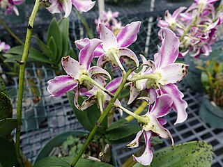 <i>Odontoglossum ringspot virus</i> Species of virus