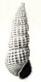 <i>Odostomia taravali</i> Species of gastropod
