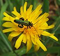 Male thick-kneed flower beetle, Oedemera nobilis, on catsear, Hypochaeris radicata flowerhead