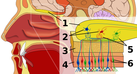 ไฟล์:Olfactory_system.svg