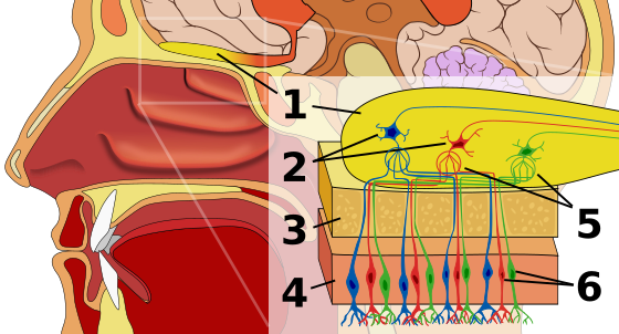 1: Olfactory bulb 2: Mitral cells 3: Bone 4: Nasal  epithelium 5: Glomerulus 6: Olfactory receptor cells