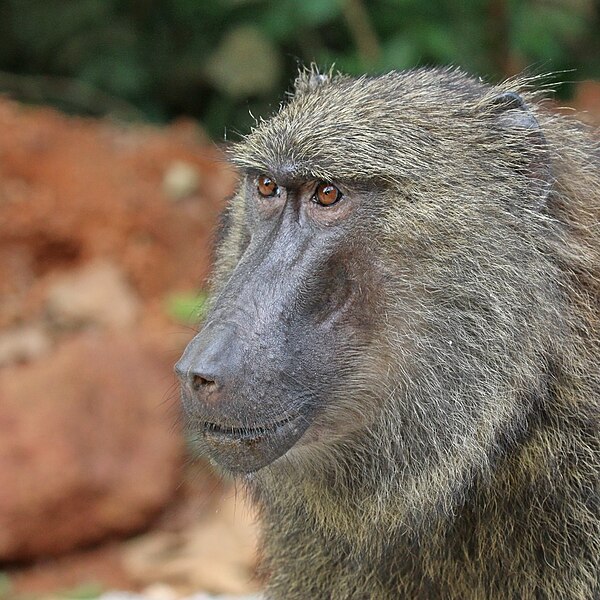 File:Olive baboon (Papio anubis) head, Semliki Wildlife Reserve.jpg