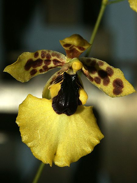 File:Oncidium dasytyle Orchi 055.jpg