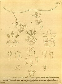 plate 99 I. Oncidium maizifolium (as syn. Oncidium volvox) II. Oncidium cardiostigma III. Trichocentrum carthagenense (as syn. Oncidium carthagenense) IV. Trichocentrum cavendishianum (as syn. Oncidium pachyphyllum)