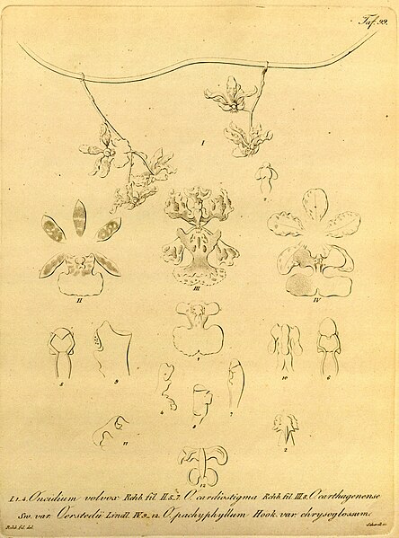 File:Oncidium maizifolium (as O. volvox) - Onc. cardiostigma - Trichocentrum carthagenense (as Onc. cart.) - Tr. cavendishianum (as Onc. pachyphyllum) - Xenia vol 1 pl 99 (1858).jpg