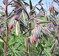 Оносма многоцветная (Onosma polychroma)