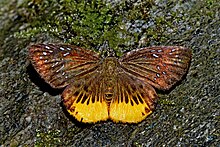 Mooreana trichoneura Felder & Felder'in açık kanat pozisyonu, 1860 - Yellow Flat WLB DSC 4347.jpg