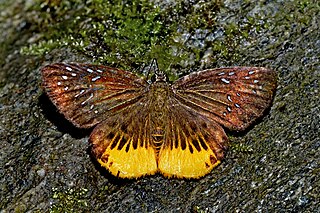 <i>Mooreana trichoneura</i> Species of butterfly