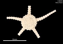 Ophiomusa acufera (MNHN-IE-2013-10284) 02.jpg