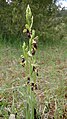 Ophrys insectifera Germany - Hayingen