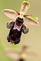 Ophrys × nelsonii France - Paizay-le-Chapt