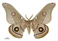 Opodiphthera eucalypti (Saturniinae)