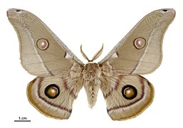 Moth