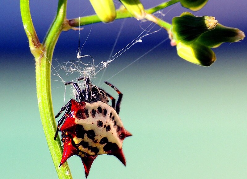 File:Orb Weaver Spider Photo by IzzyM Nikon P510.JPG