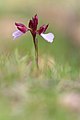 * Nomination Anacamptis papilionacea Orchid HaouariaI. --El Golli Mohamed 19:00, 8 September 2022 (UTC) * Promotion  Support Good quality. --Uoaei1 04:24, 9 September 2022 (UTC)