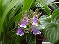 Thumbnail for File:Orchid1862.JPG