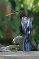 * Nomination: Oriental darter at Bali Bird Park. --Satdeep Gill 07:44, 8 October 2022 (UTC) * Review Too noisy, there is also chroma noise --Poco a poco 22:54, 8 October 2022 (UTC)