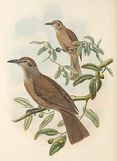 Tanimbar oriole Species of bird