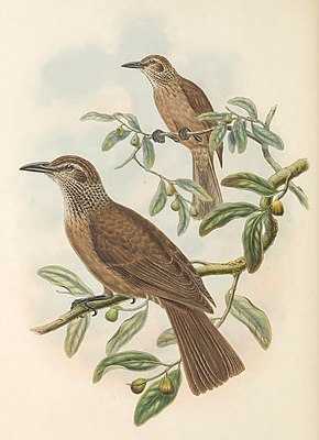 Beschreibung des Oriolus decipiens - Die Vögel von Neuguinea (beschnitten) .jpg Bild.