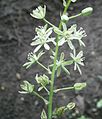 Ornithogalum pyrenaicum