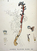 Orobanche pallidiflora — Flora Batava — Volume v20.jpg