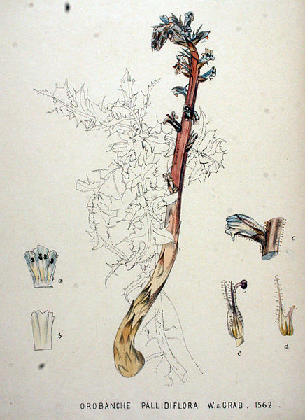 File:Orobanche pallidiflora — Flora Batava — Volume v20.jpg