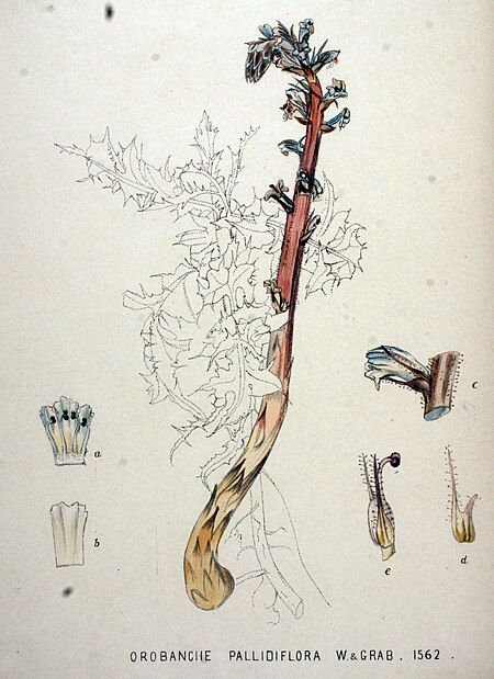 Orobanche pallidiflora