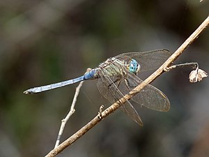 Tri-coloured Marsh Hawk Orthetrum luzonicum Male