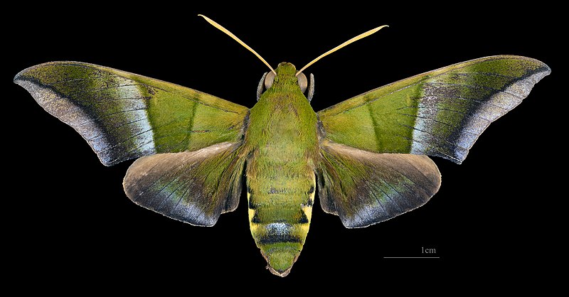 File:Oryba achemenides MHNT CUT 2010 0 346 Piste Risque tout - PK 4 French Guiana, male dorsal.jpg