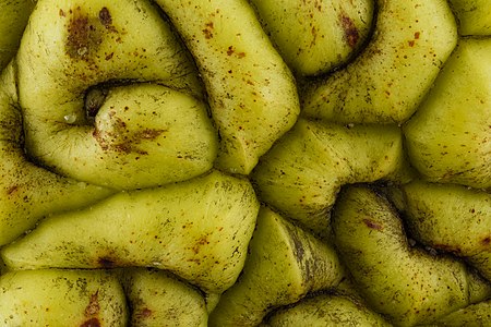 "Osage_orange_(Maclura_pomifera)_fruit,_2X_2012-12-18-17.10.59_ZS_PMax_(8297709946).jpg" by User:File Upload Bot (Magnus Manske)