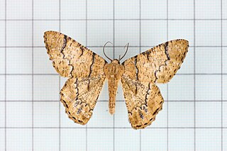 <i>Lophophelma iterans</i> Species of moth