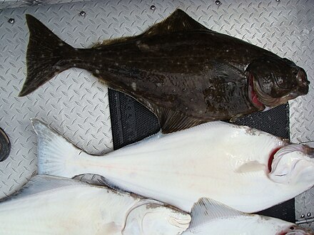 Halibut tend to be a mottled dark brown on their upward-facing side and white on their underside