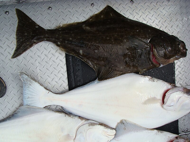 File:Pacific Halibut.JPG