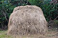 * Nomination Small paddy straw rick, Balamuri, Coorg, Karnataka, India --Tagooty 00:58, 9 March 2024 (UTC) * Promotion  Support Good quality. --Johann Jaritz 02:47, 9 March 2024 (UTC)