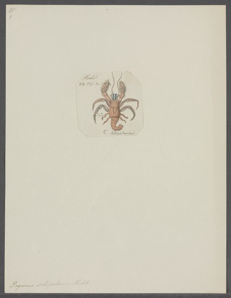 File:Pagurus sclopetarius - - Print - Iconographia Zoologica - Special Collections University of Amsterdam - UBAINV0274 096 11 0019.tif