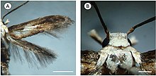 Palaeomystella fernandesi голова и грудная клетка.jpg