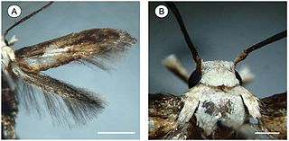 <i>Palaeomystella fernandesi</i> Species of moth