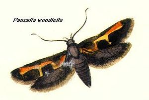 Euclemensia woodiella