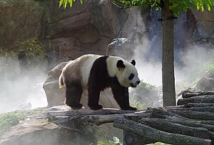 Giant panda - Simple English Wikipedia, the free encyclopedia