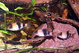 Самка та два самці (зліва направо)