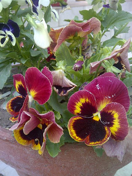 Tập_tin:Pansy-2.jpg