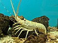 Панулирус homarus 130.jpg