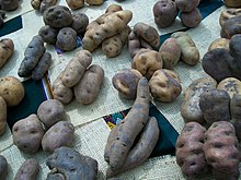 A variety of Peruvian potatoes from the Andes Papa andina.jpg