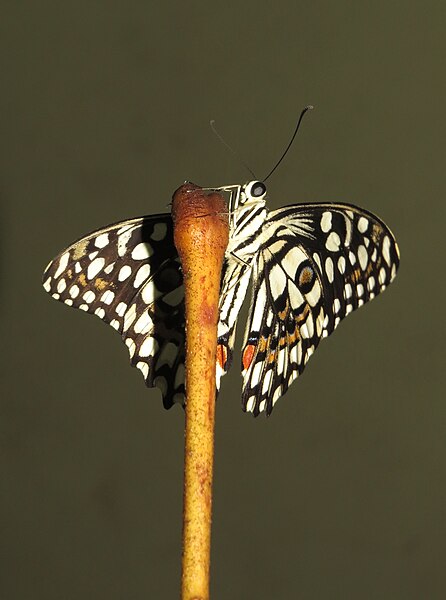 File:Papilio demoleus - Lime butterfly life cycle newly eclosed at Peravoor (18).jpg