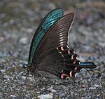 Papilio maackii, ailes repliées