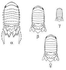 Paracerceis sculpta (Marine isopod) Paracerceis sculpta illustration.png